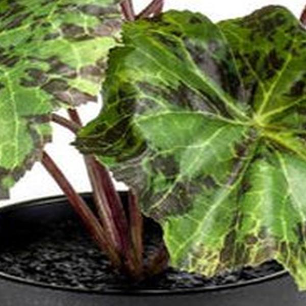 https://cdn.warentuin.nl/media/catalog/product/S/C/SCAN8714344326369_01_emerald_eternal_green_b_v_begonia_leaves_bush_25_cm_in_bla_d752.jpg