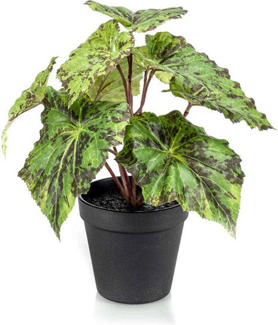 https://cdn.warentuin.nl/media/catalog/product/S/C/SCAN8714344326369_emerald_eternal_green_b_v_begonia_leaves_bush_25_cm_in_black__ee40.jpg