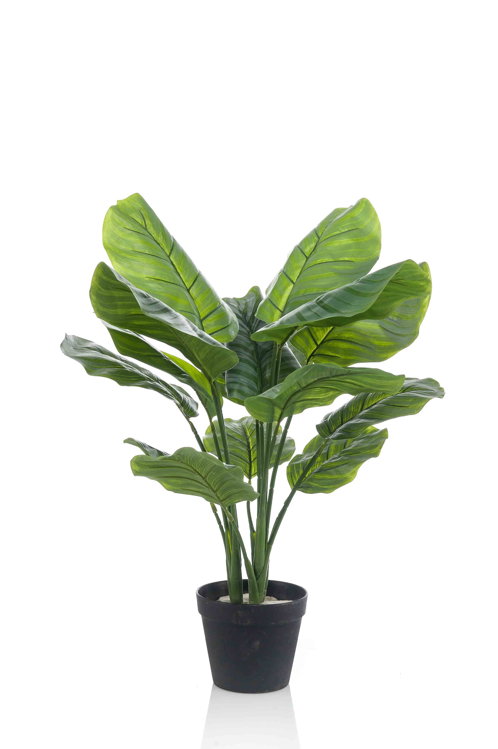 Calathea struik h70 cm groen Emerald - Emerald