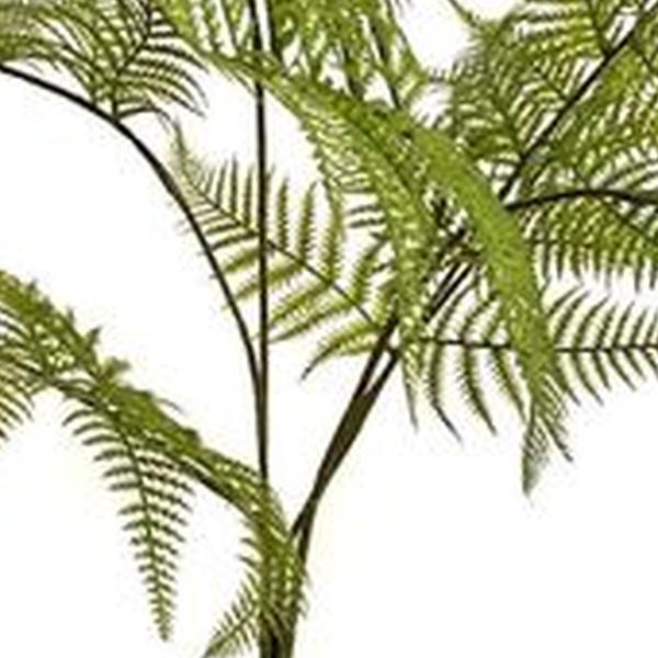 https://cdn.warentuin.nl/media/catalog/product/S/C/SCAN8714344347524_01_emerald_eternal_green_b_v_fern_garden_bush_x7_green_65_cm_f187.jpg