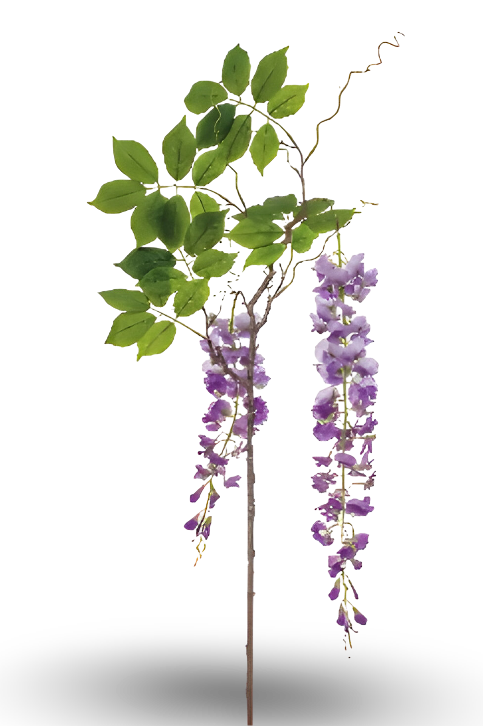 https://cdn.warentuin.nl/media/catalog/product/S/C/SCAN8714344351781_01_wisteria_branch_lt_purple_145_cm_silk_ka_736e.png