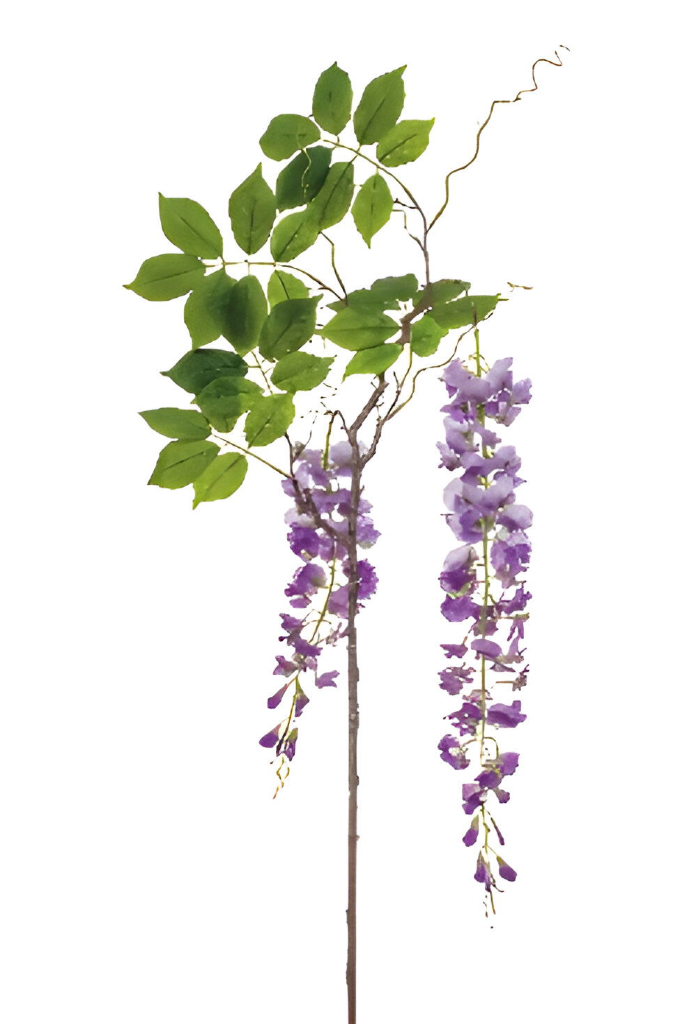 https://cdn.warentuin.nl/media/catalog/product/S/C/SCAN8714344351781_wisteria_branch_lt_purple_145_cm_silk_ka_7bcd.jpg