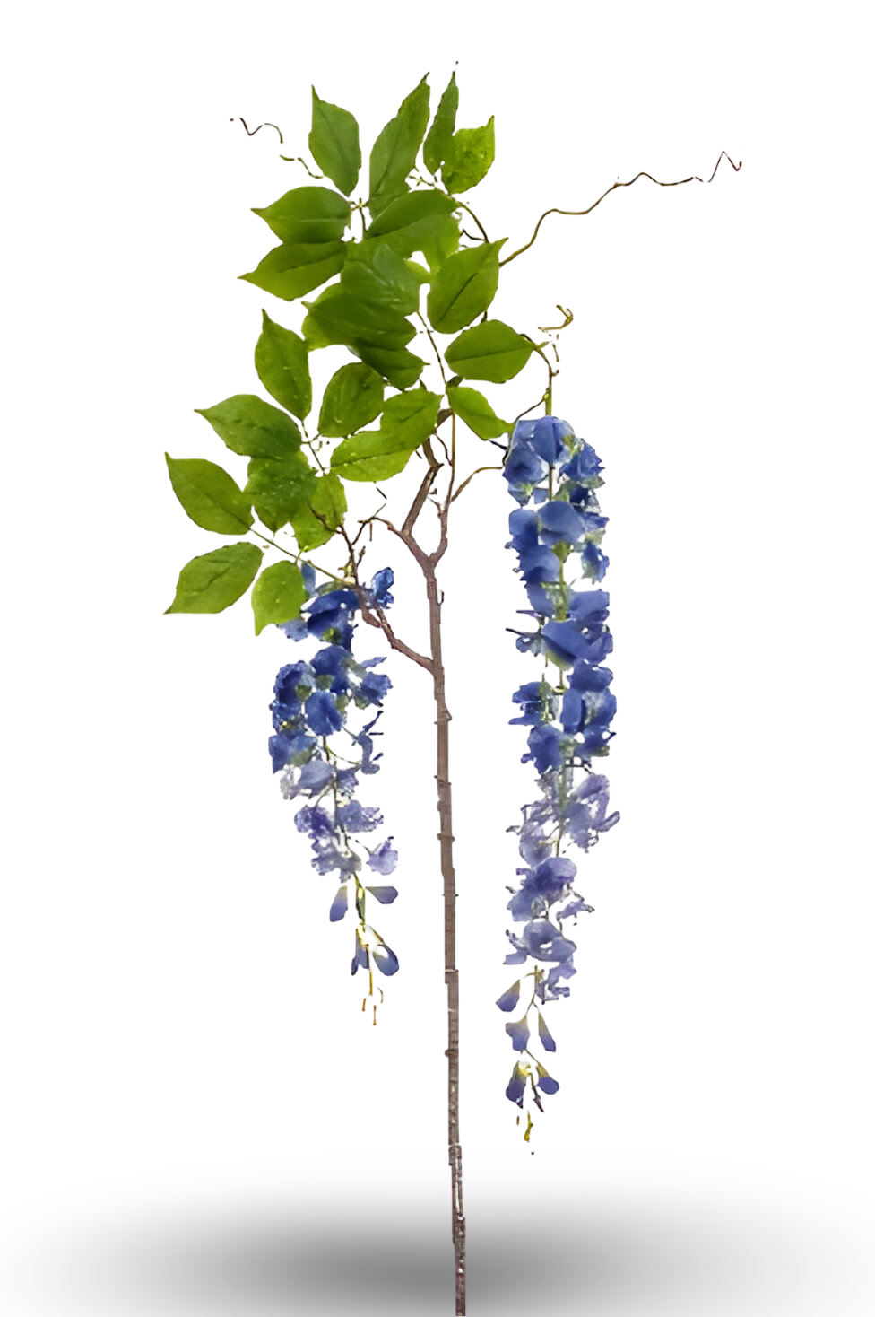 https://cdn.warentuin.nl/media/catalog/product/S/C/SCAN8714344351798_01_wisteria_branch_blue_145_cm_silk_ka_36c5.png