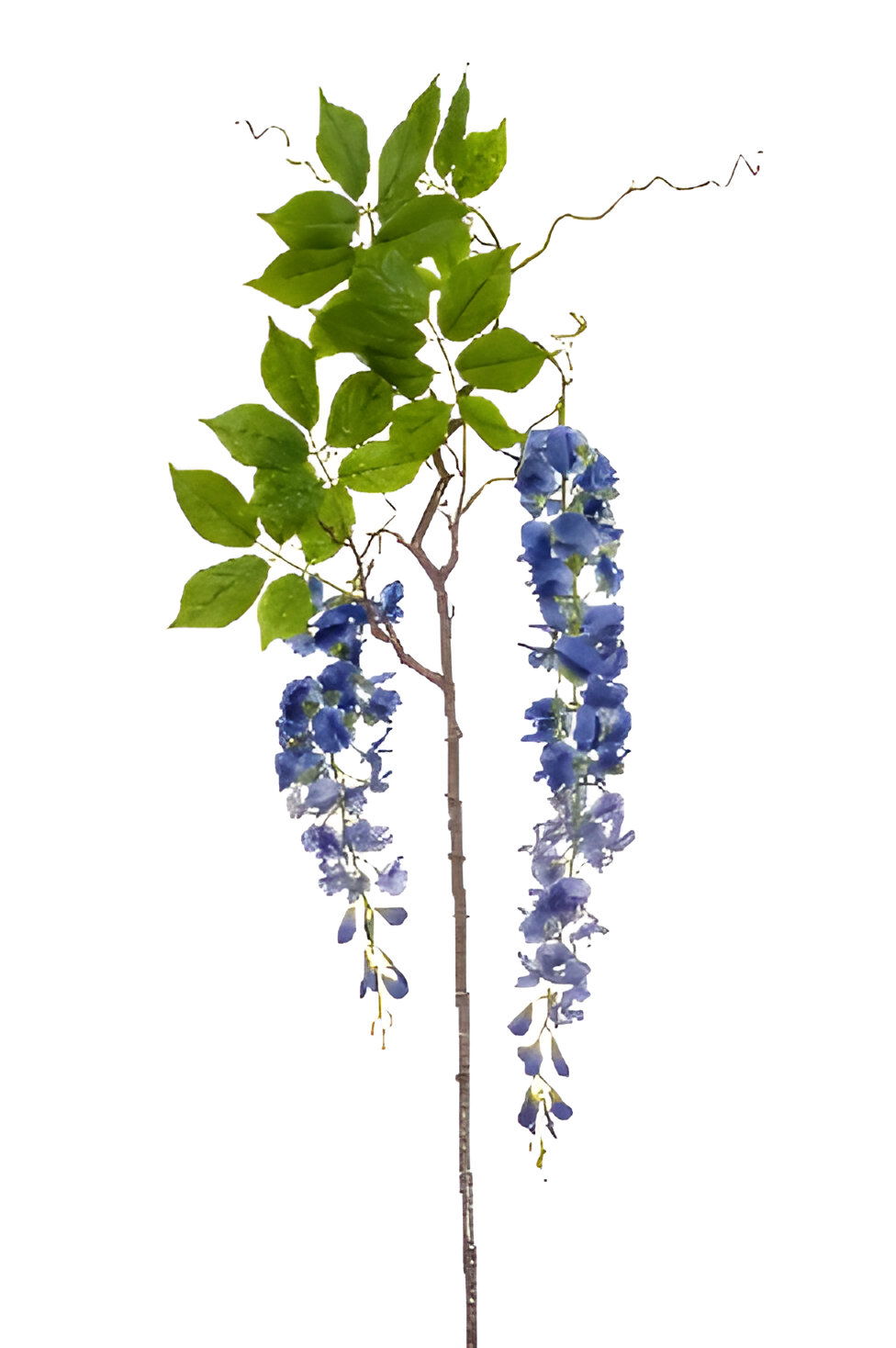 https://cdn.warentuin.nl/media/catalog/product/S/C/SCAN8714344351798_wisteria_branch_blue_145_cm_silk_ka_95e5.jpg