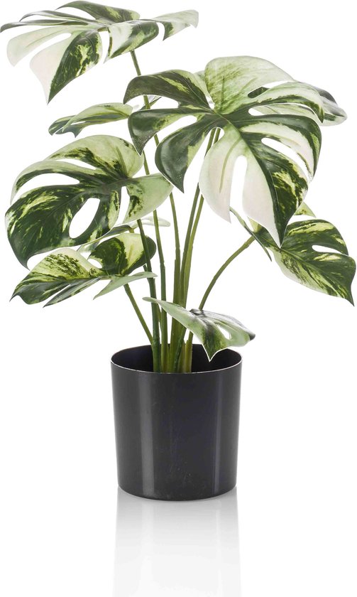 Emerald Monstera bush x9 in pot 40 cm  - 