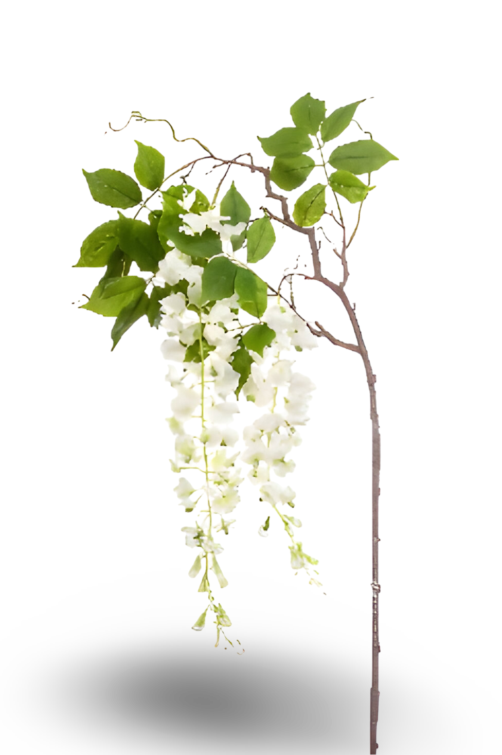 https://cdn.warentuin.nl/media/catalog/product/S/C/SCAN8714344363579_01_wisteria_branch_white_145_cm_silk_ka_3c86.png