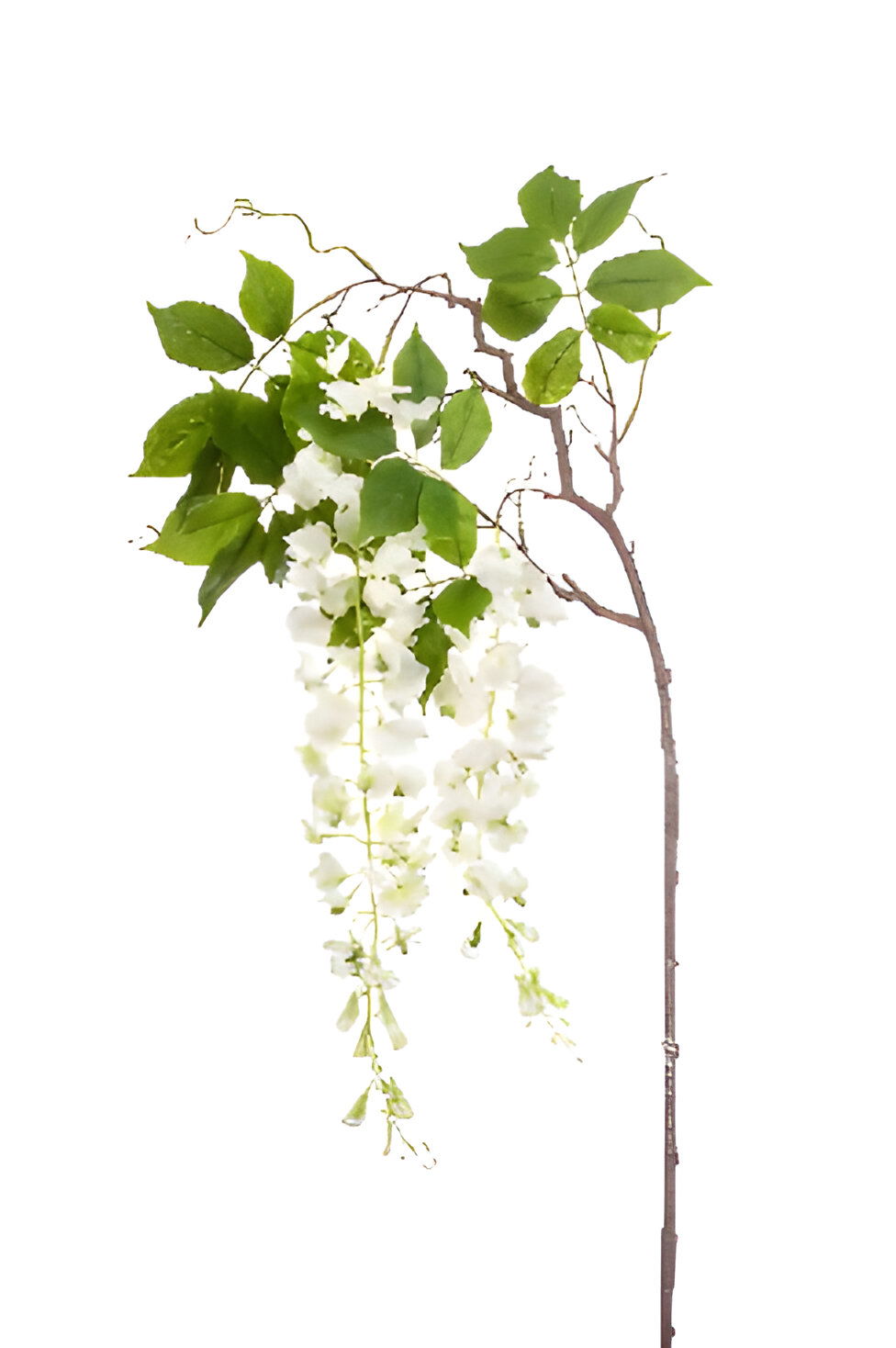https://cdn.warentuin.nl/media/catalog/product/S/C/SCAN8714344363579_wisteria_branch_white_145_cm_silk_ka_0005.jpg