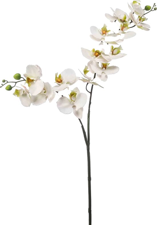 https://cdn.warentuin.nl/media/catalog/product/S/C/SCAN8714344382662_emerald_zijde_planten_phalaenopsis_spray_rt_x2__86ac.jpg