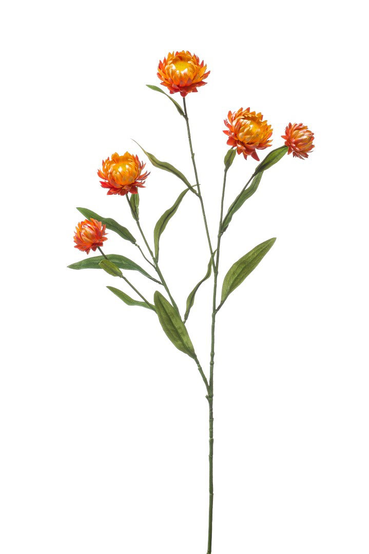 https://cdn.warentuin.nl/media/catalog/product/S/C/SCAN8714344384567_xerochrysum_spray_orange_70_cm_kunstplant_emerald_4a88.JPG