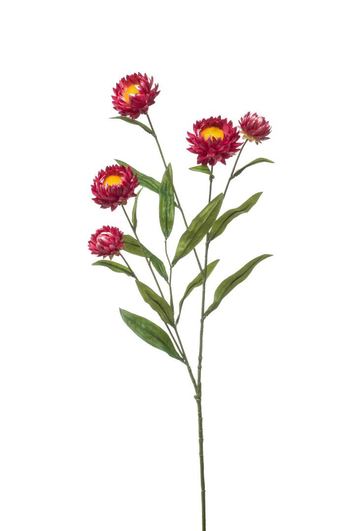 https://cdn.warentuin.nl/media/catalog/product/S/C/SCAN8714344384574_xerochrysum_spray_fuchsia_70_cm_kunstplant_emerald_1c97.JPG