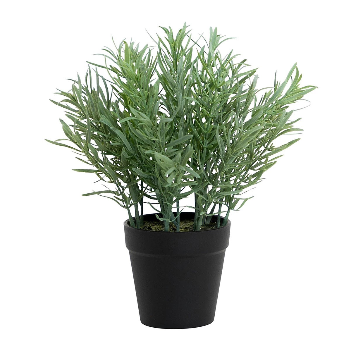 Rosemary in pot 25 cm Emerald - Emerald
