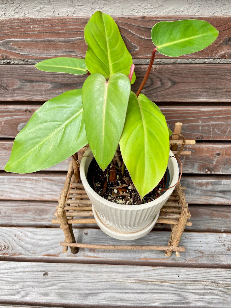 Lepelplant in pot h53 cm groen Emerald - Emerald