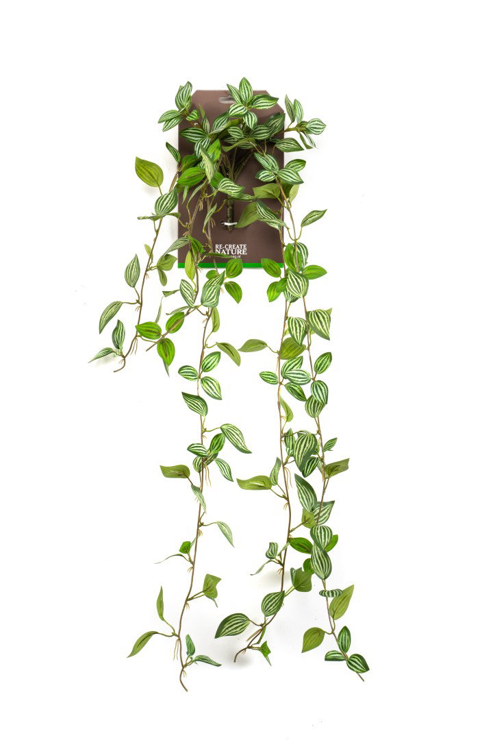 https://cdn.warentuin.nl/media/catalog/product/S/C/SCAN8714344505252_peperomia_hanging_bush_green_white_kunstplant_emerald_7b29.JPG