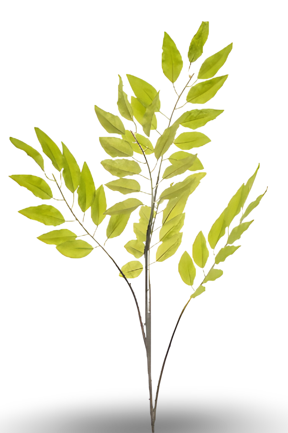 https://cdn.warentuin.nl/media/catalog/product/S/C/SCAN8714344510133_01_pistacia_chiensis_lt_green_114_cm_silk_ka_1061.png
