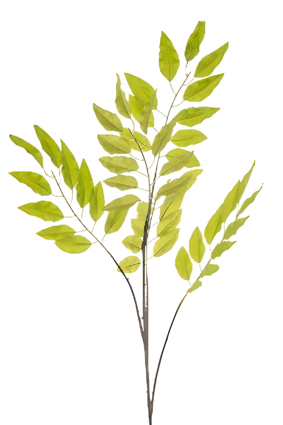 https://cdn.warentuin.nl/media/catalog/product/S/C/SCAN8714344510133_pistacia_chiensis_lt_green_114_cm_silk_ka_0540.jpg