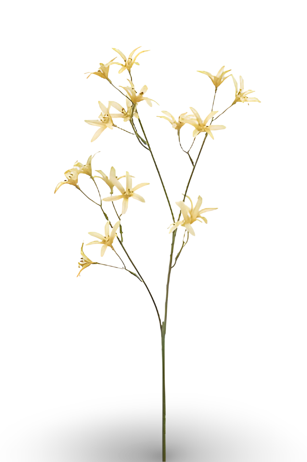https://cdn.warentuin.nl/media/catalog/product/S/C/SCAN8714344510218_01_tweedia_spray_yellow_69_cm_silk_ka_4813.png