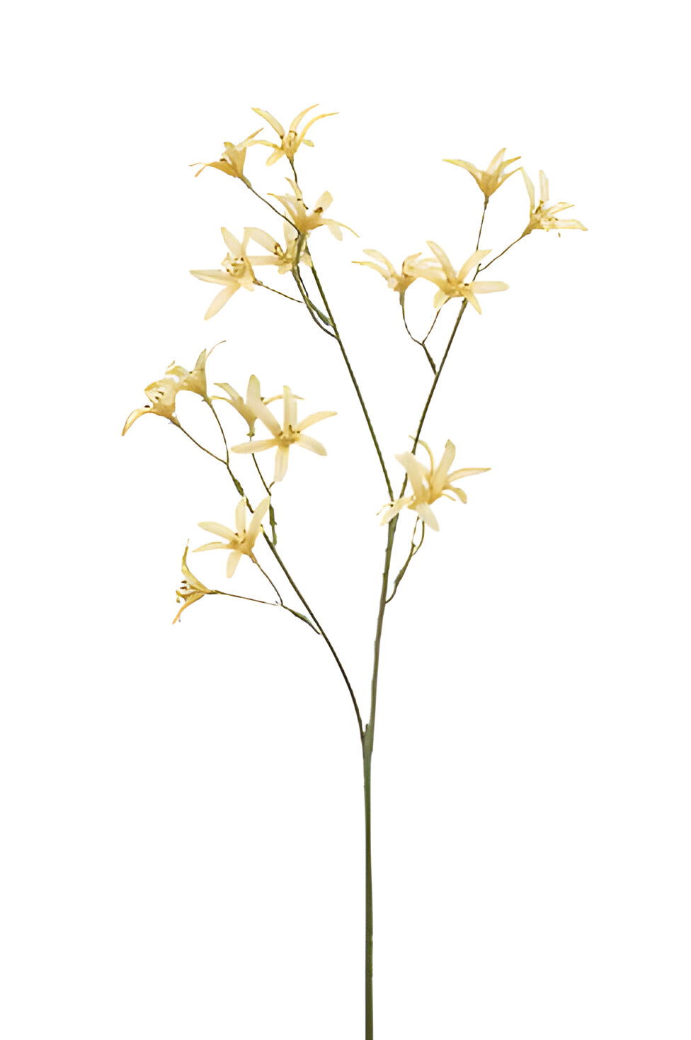 https://cdn.warentuin.nl/media/catalog/product/S/C/SCAN8714344510218_tweedia_spray_yellow_69_cm_silk_ka_81a6.jpg