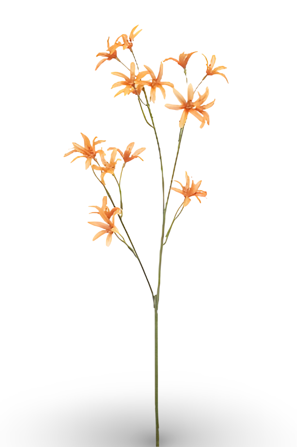 https://cdn.warentuin.nl/media/catalog/product/S/C/SCAN8714344510225_01_tweedia_spray_orange_69_cm_silk_ka_24fe.png