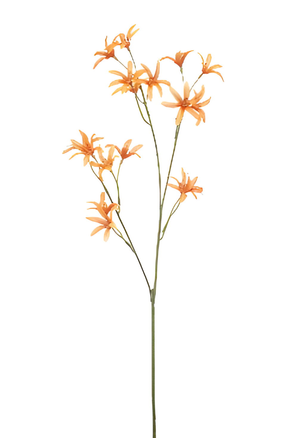 https://cdn.warentuin.nl/media/catalog/product/S/C/SCAN8714344510225_tweedia_spray_orange_69_cm_silk_ka_f82e.jpg