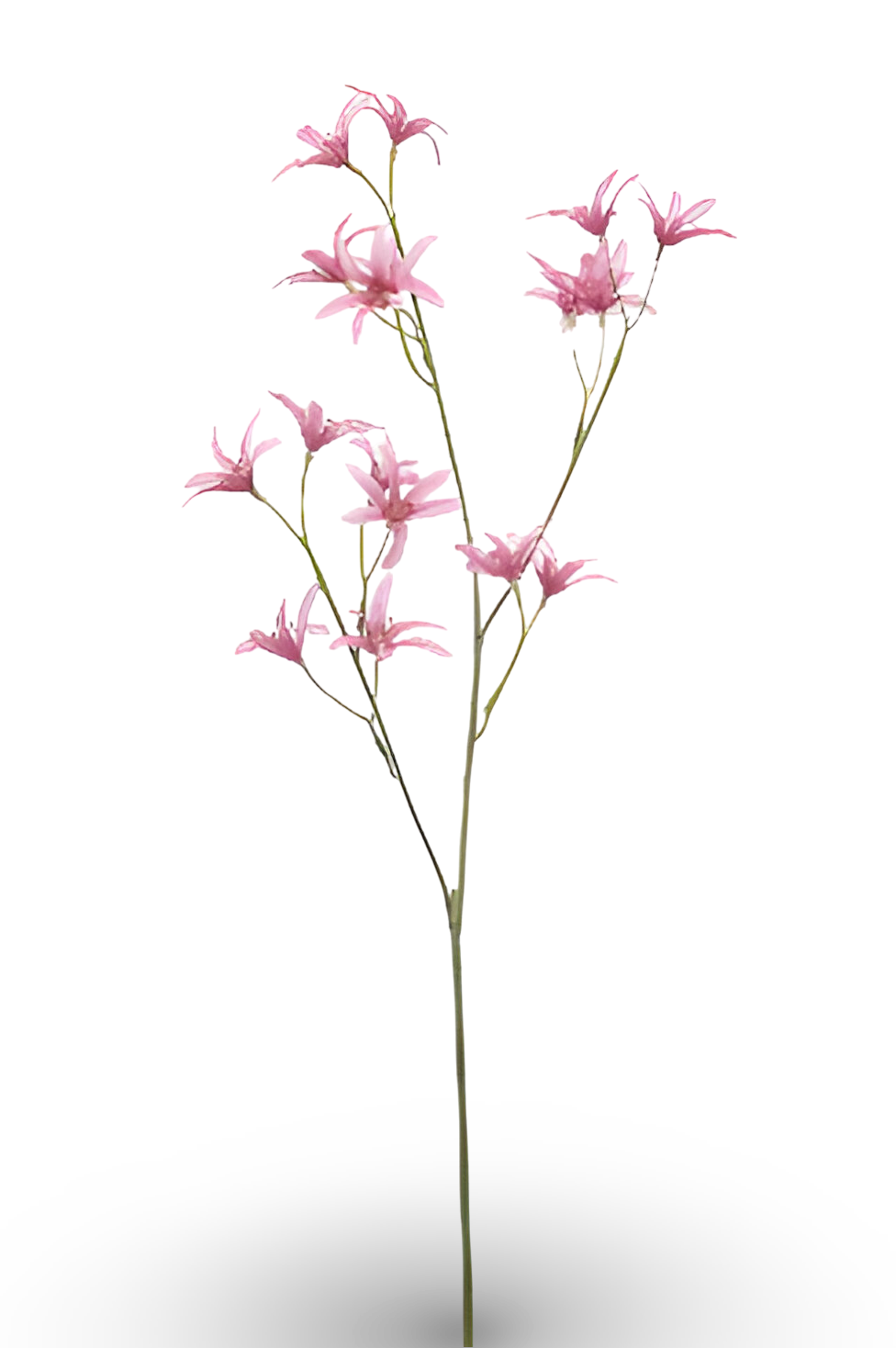 https://cdn.warentuin.nl/media/catalog/product/S/C/SCAN8714344510232_01_tweedia_spray_pink_69_cm_silk_ka_f18d.png
