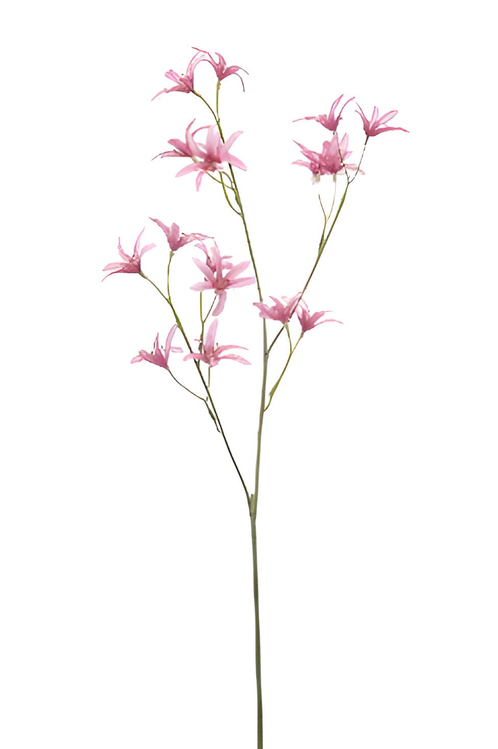 https://cdn.warentuin.nl/media/catalog/product/S/C/SCAN8714344510232_tweedia_spray_pink_69_cm_silk_ka_7a5c.jpg