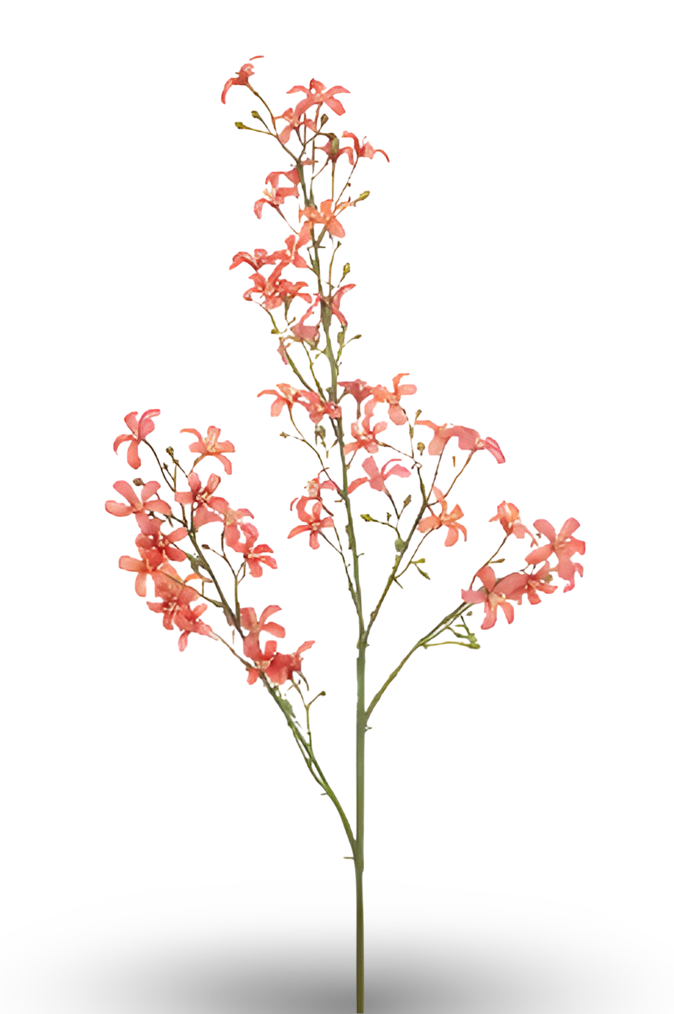 https://cdn.warentuin.nl/media/catalog/product/S/C/SCAN8714344511130_01_saxifraga_spray_coral_93_cm_silk_ka_7a55.png