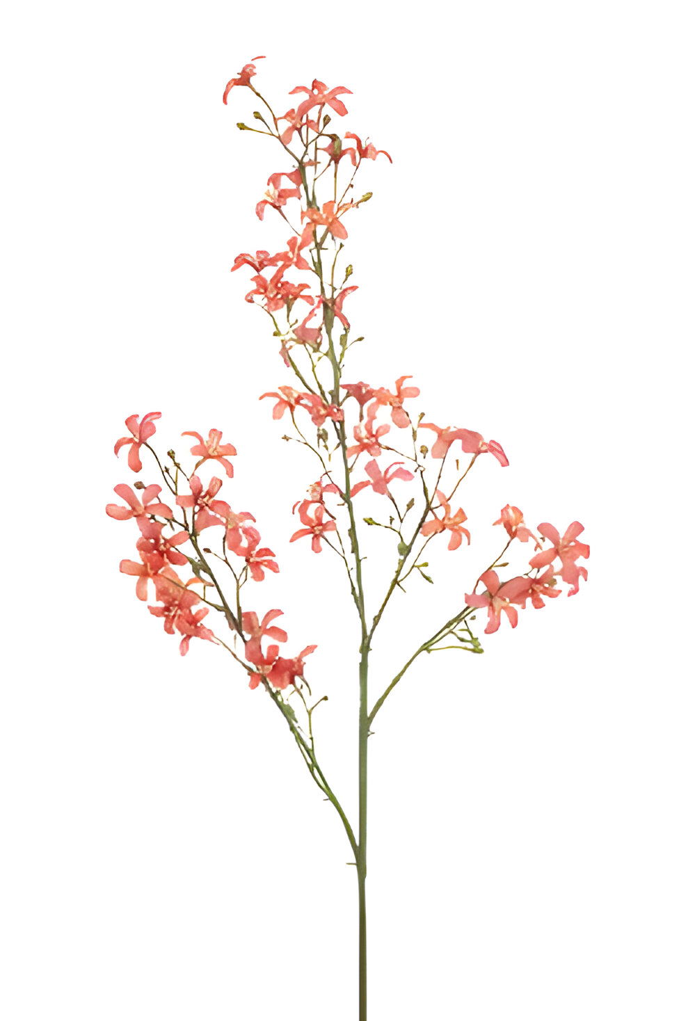 https://cdn.warentuin.nl/media/catalog/product/S/C/SCAN8714344511130_saxifraga_spray_coral_93_cm_silk_ka_9308.jpg