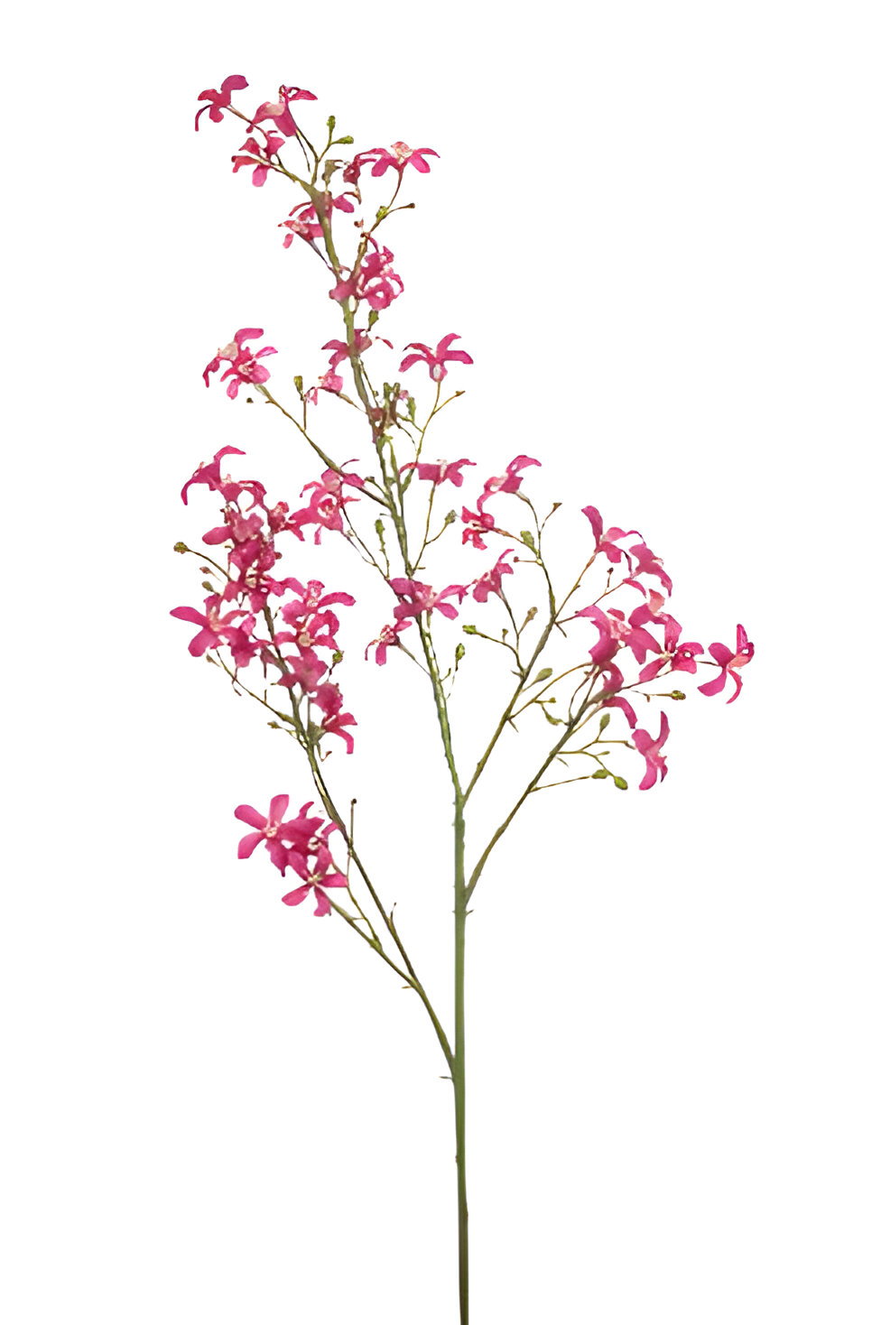 https://cdn.warentuin.nl/media/catalog/product/S/C/SCAN8714344511147_saxifraga_spray_fuchsia_93_cm_silk_ka_0150.jpg