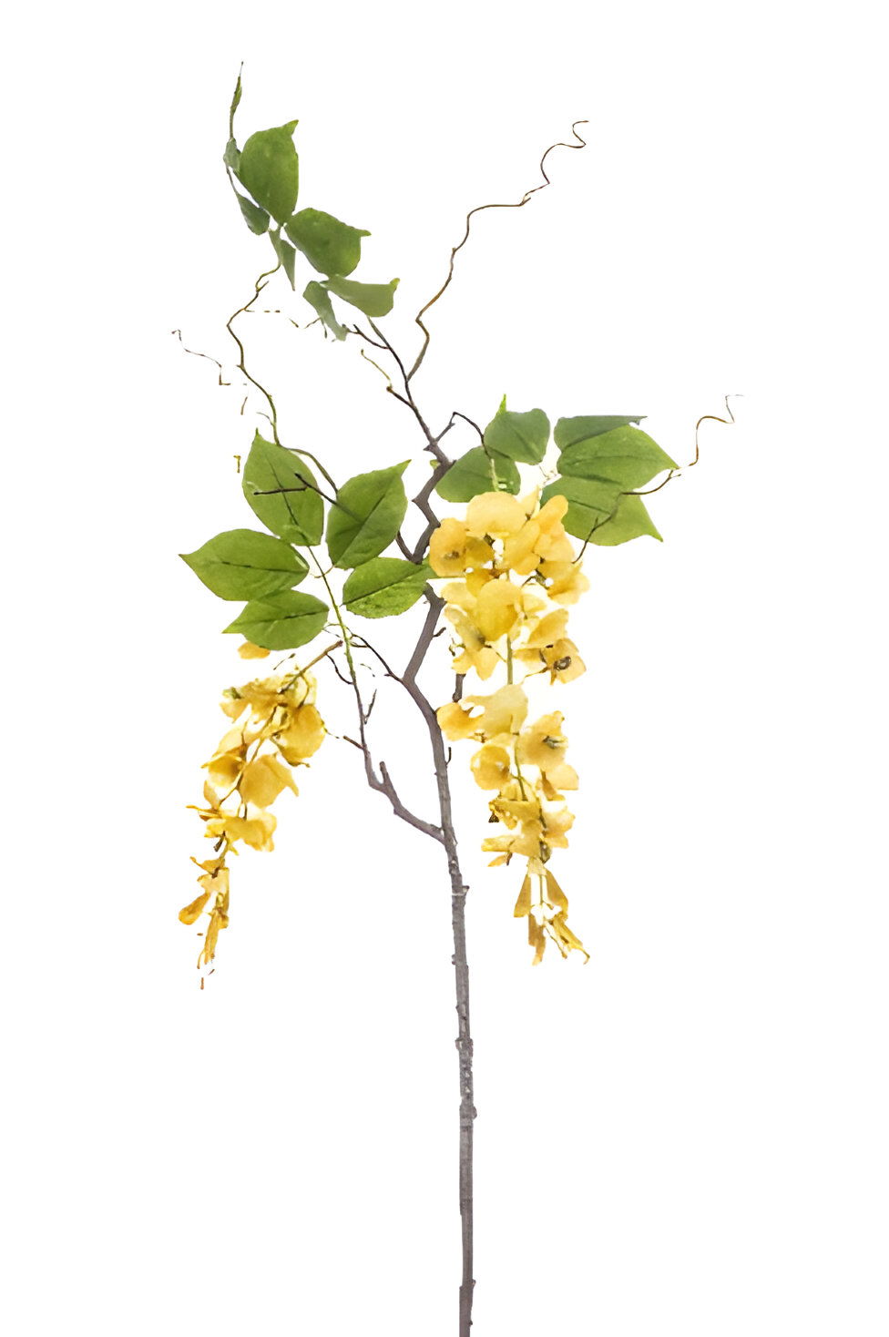 https://cdn.warentuin.nl/media/catalog/product/S/C/SCAN8714344512236_wisteria_branch_yellow_145_cm_silk_ka_8bdb.jpg