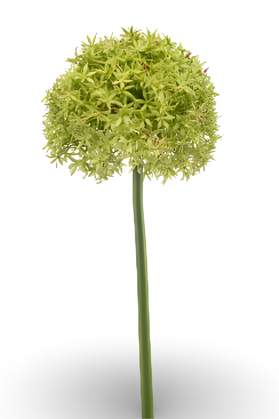 https://cdn.warentuin.nl/media/catalog/product/S/C/SCAN8714344512687_01_allium_giant_spray_green_90_cm_silk_ka_3c2d.png