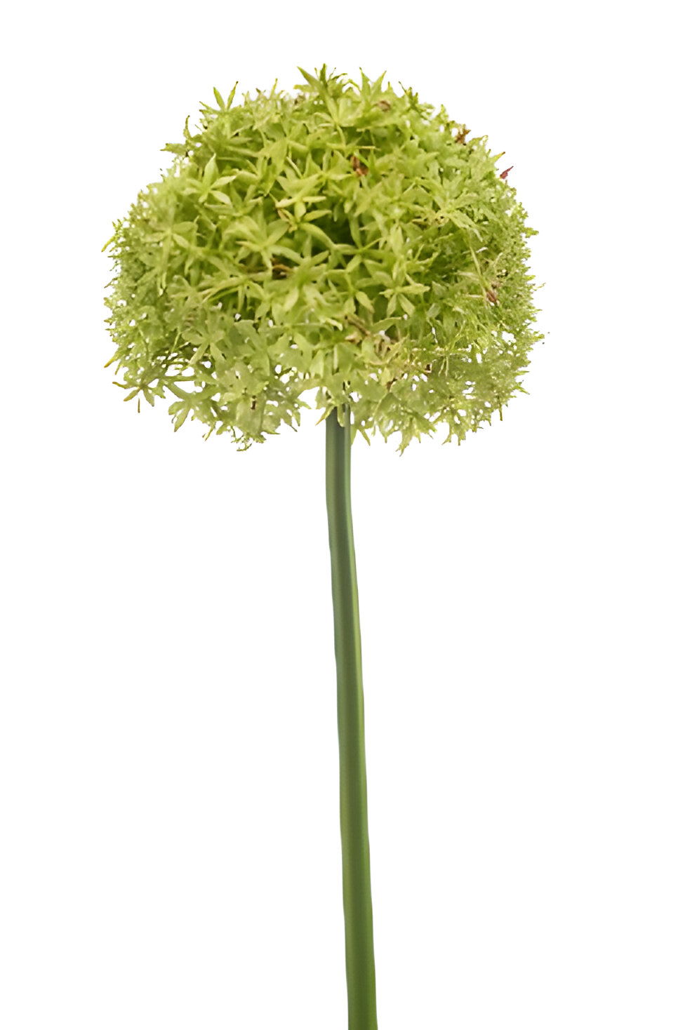 https://cdn.warentuin.nl/media/catalog/product/S/C/SCAN8714344512687_allium_giant_spray_green_90_cm_silk_ka_9062.jpg