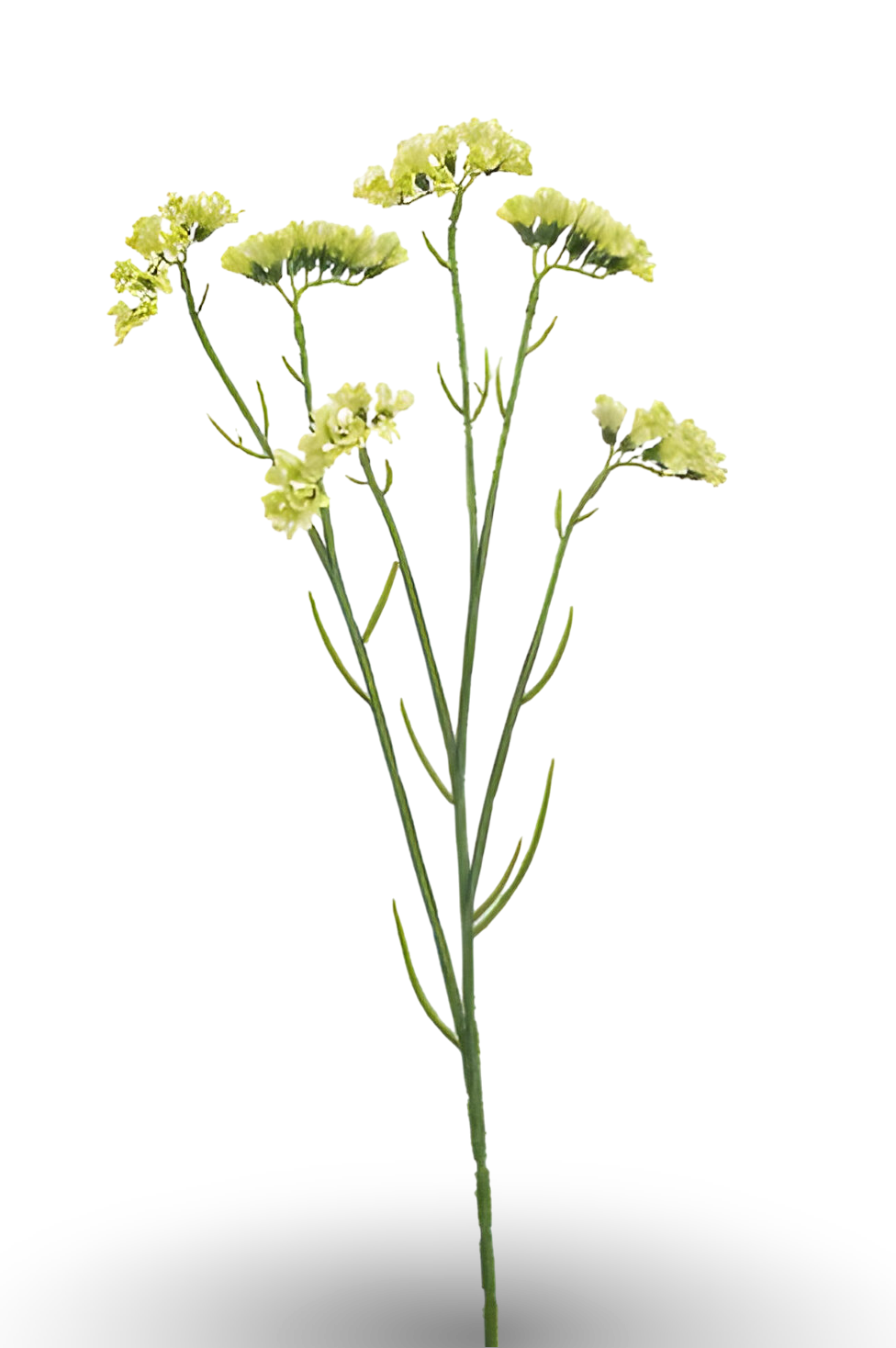 https://cdn.warentuin.nl/media/catalog/product/S/C/SCAN8714344512892_01_statice_spray_green_67_cm_silk_ka_e82e.png