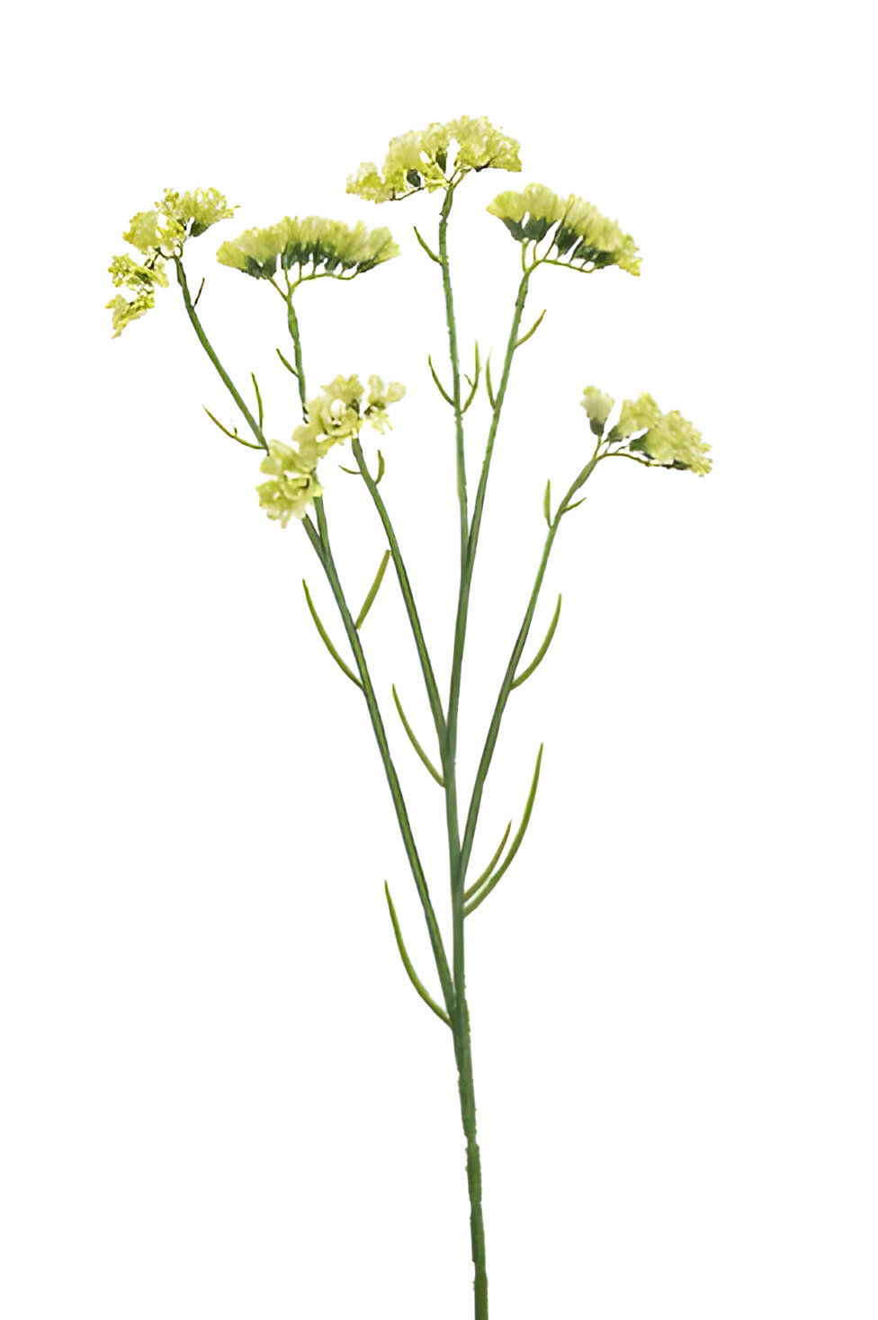 https://cdn.warentuin.nl/media/catalog/product/S/C/SCAN8714344512892_statice_spray_green_67_cm_silk_ka_b56f.jpg