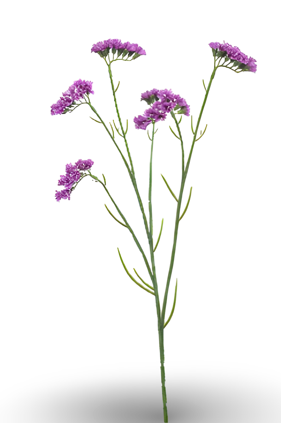 https://cdn.warentuin.nl/media/catalog/product/S/C/SCAN8714344512908_01_statice_spray_purple_67_cm_silk_ka_0879.png