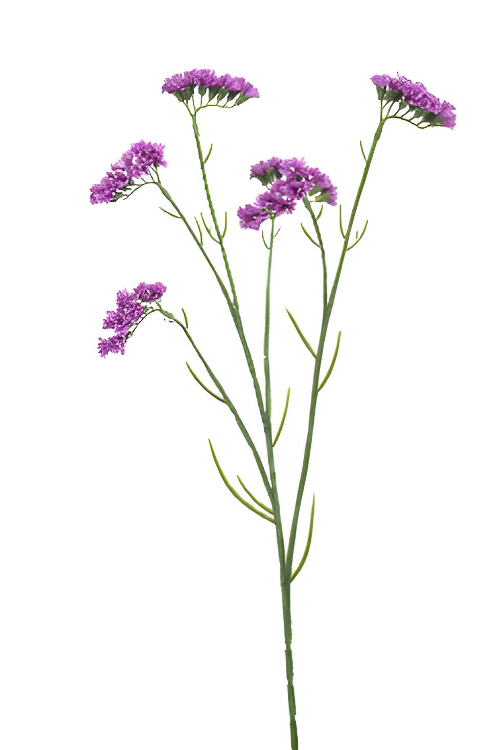 https://cdn.warentuin.nl/media/catalog/product/S/C/SCAN8714344512908_statice_spray_purple_67_cm_silk_ka_6e49.jpg