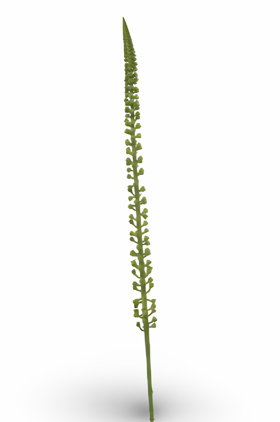 https://cdn.warentuin.nl/media/catalog/product/S/C/SCAN8714344512953_01_donkey_tail_spray_green_86_cm_silk_ka_1923.png
