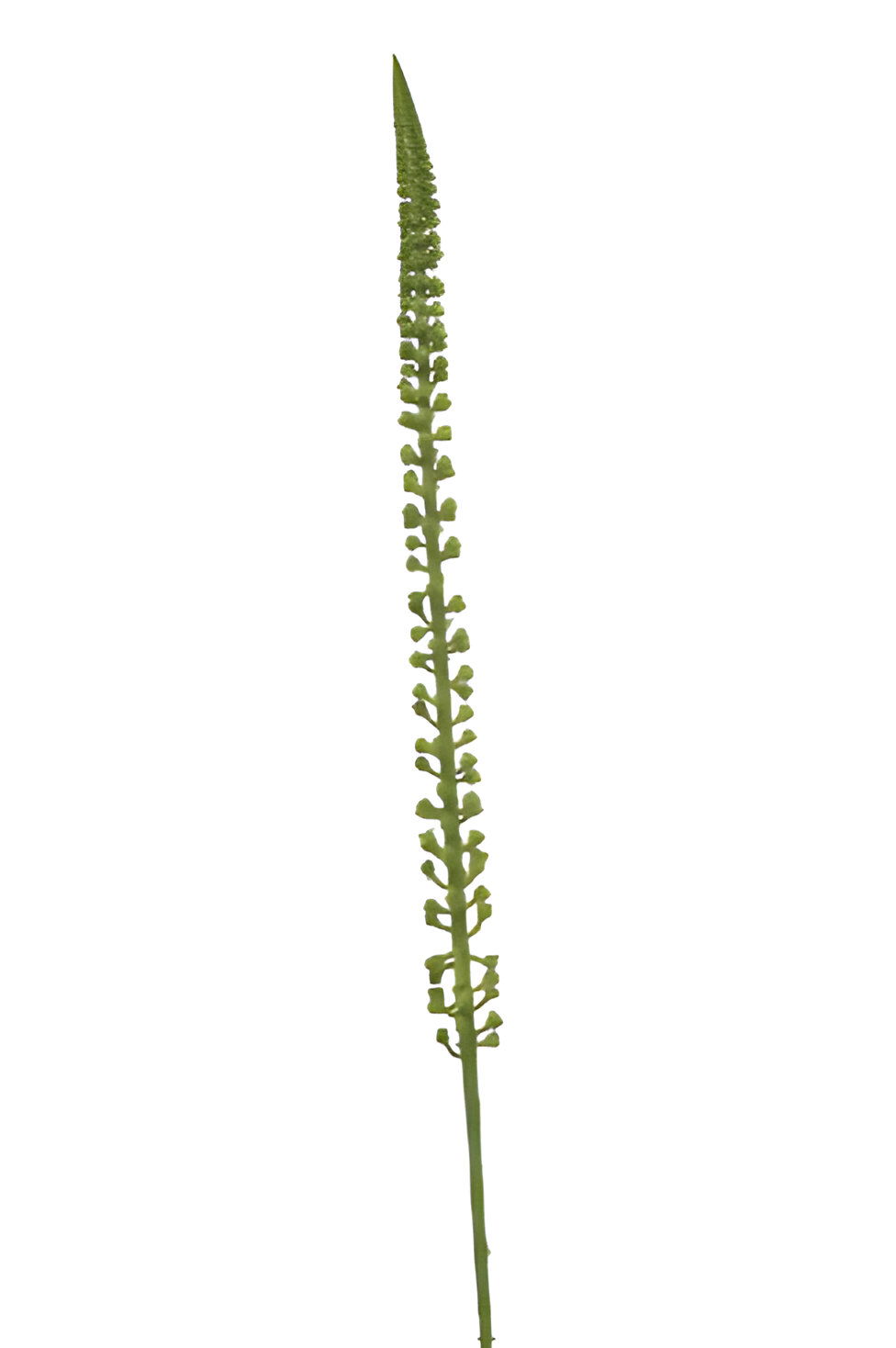 https://cdn.warentuin.nl/media/catalog/product/S/C/SCAN8714344512953_donkey_tail_spray_green_86_cm_silk_ka_97bf.jpg