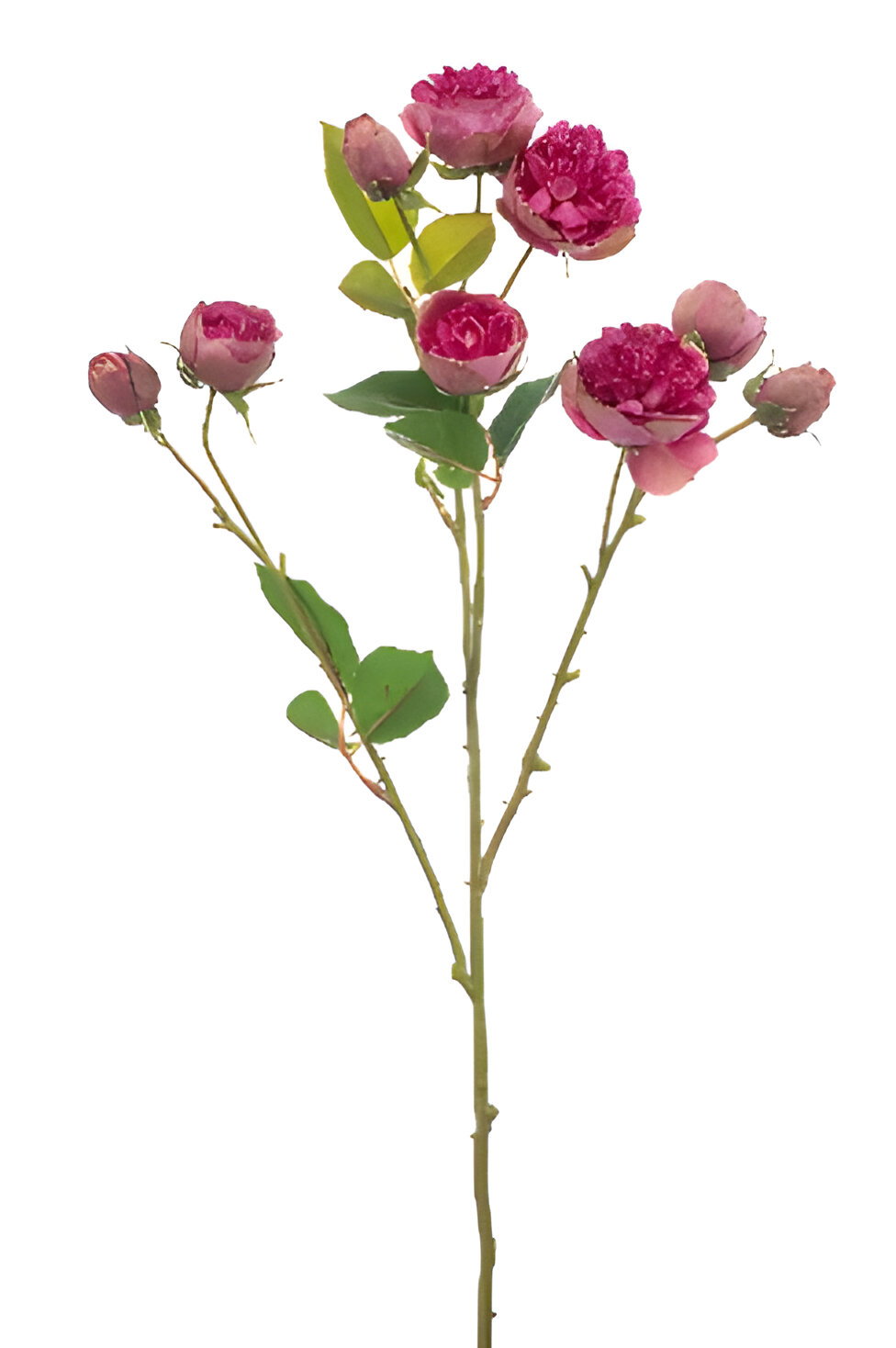 https://cdn.warentuin.nl/media/catalog/product/S/C/SCAN8714344514636_rose_mini_spray_beauty_65_cm_silk_ka_cdcb.jpg