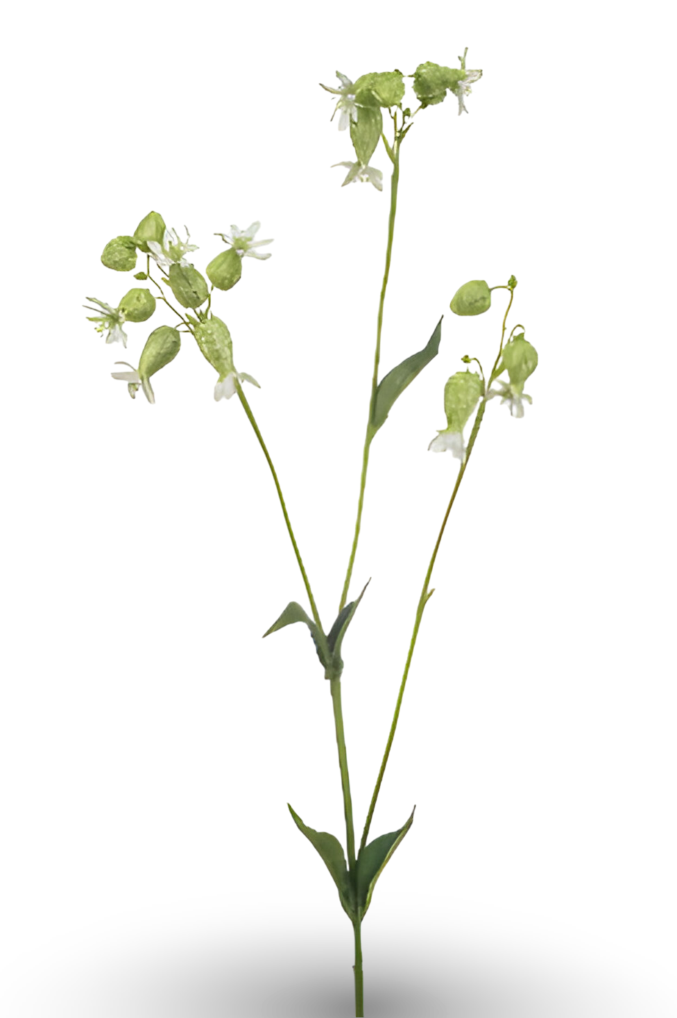 https://cdn.warentuin.nl/media/catalog/product/S/C/SCAN8714344517910_01_silene_spray_white_green_80_cm_silk_ka_ef82.png