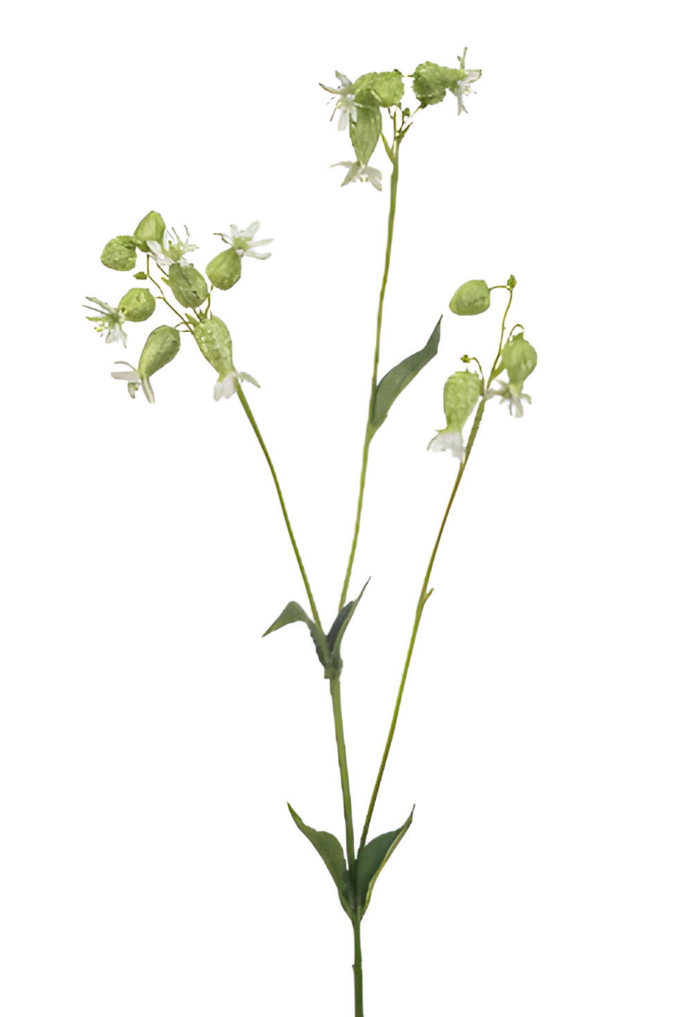 https://cdn.warentuin.nl/media/catalog/product/S/C/SCAN8714344517910_silene_spray_white_green_80_cm_silk_ka_cebd.jpg