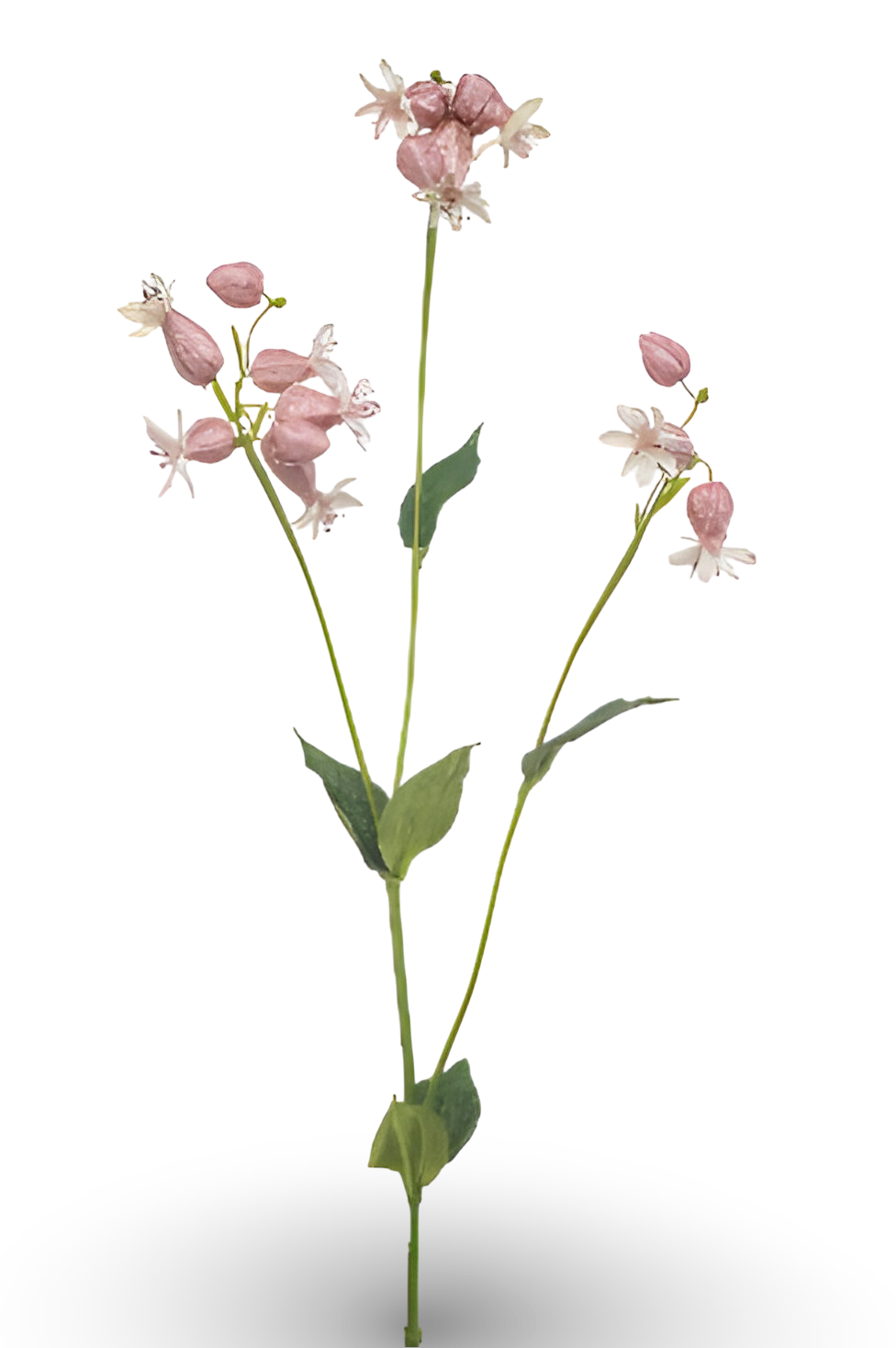 https://cdn.warentuin.nl/media/catalog/product/S/C/SCAN8714344517927_01_silene_spray_pink_80_cm_silk_ka_1622.png