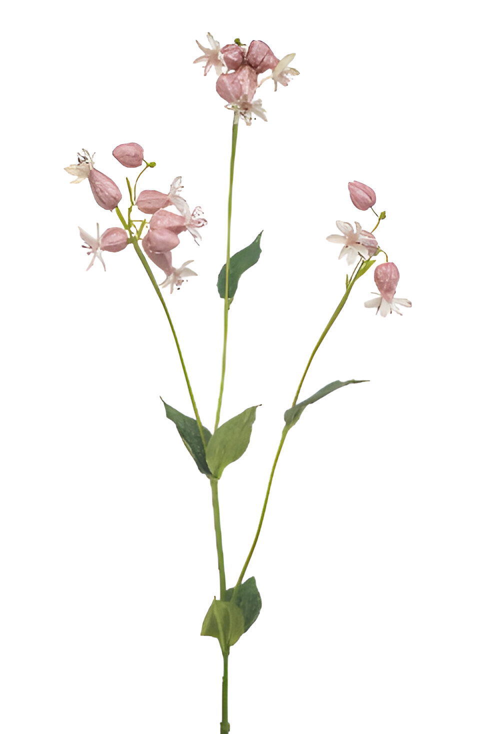 https://cdn.warentuin.nl/media/catalog/product/S/C/SCAN8714344517927_silene_spray_pink_80_cm_silk_ka_6bcf.jpg