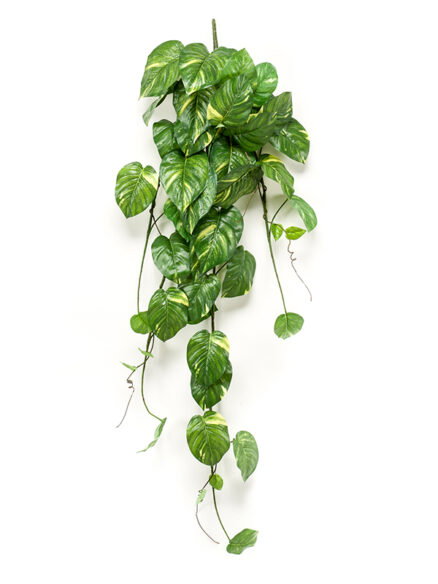 Eucalyptus bush groen/grey 30 cm in zwart pot Emerald - Emerald