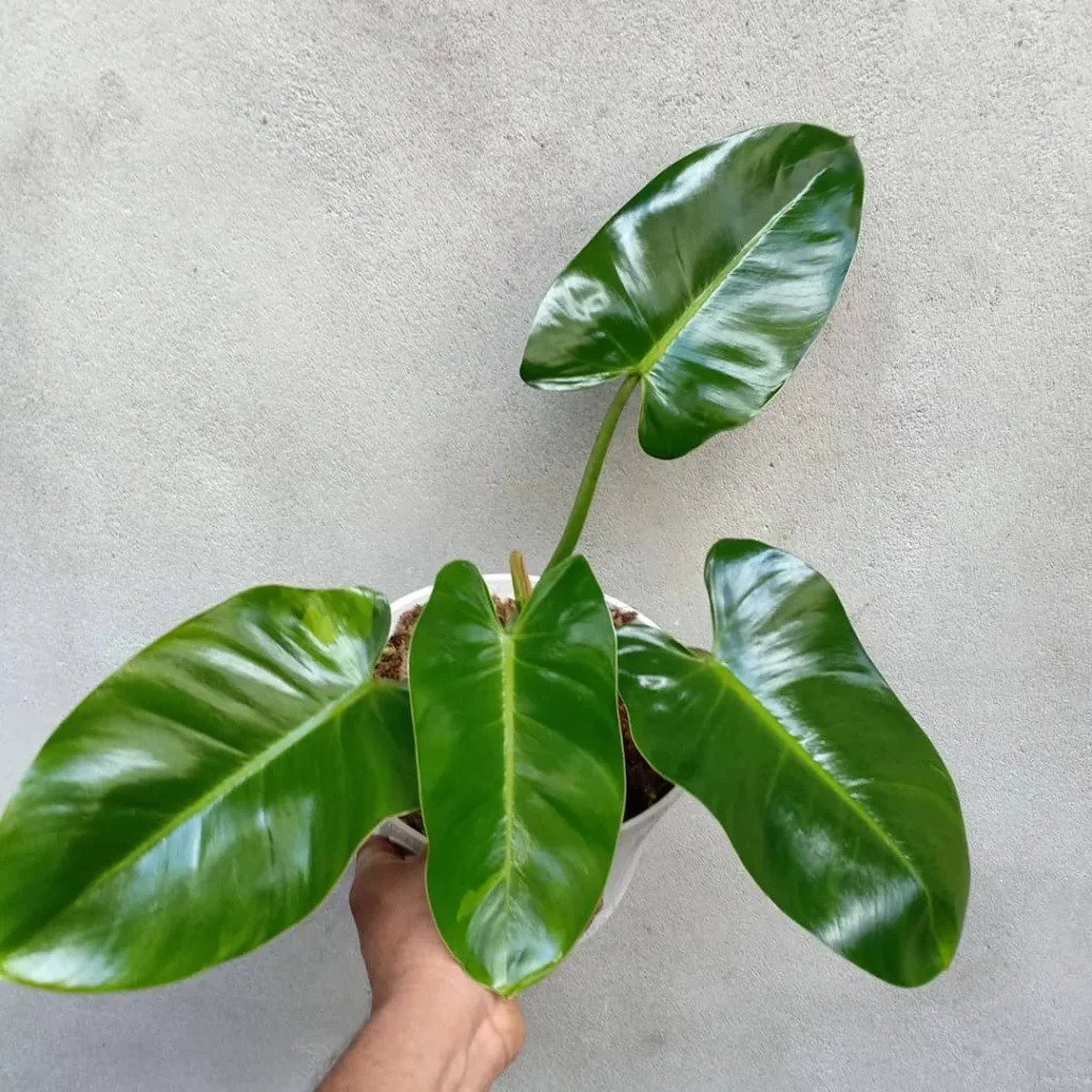 Philodendron in pot 28 cm Emerald - Emerald