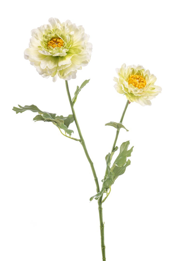 https://cdn.warentuin.nl/media/catalog/product/S/C/SCAN8714344530360_ranunculus_japanese_spray_green_65_cm_kuns_d32d.jpg