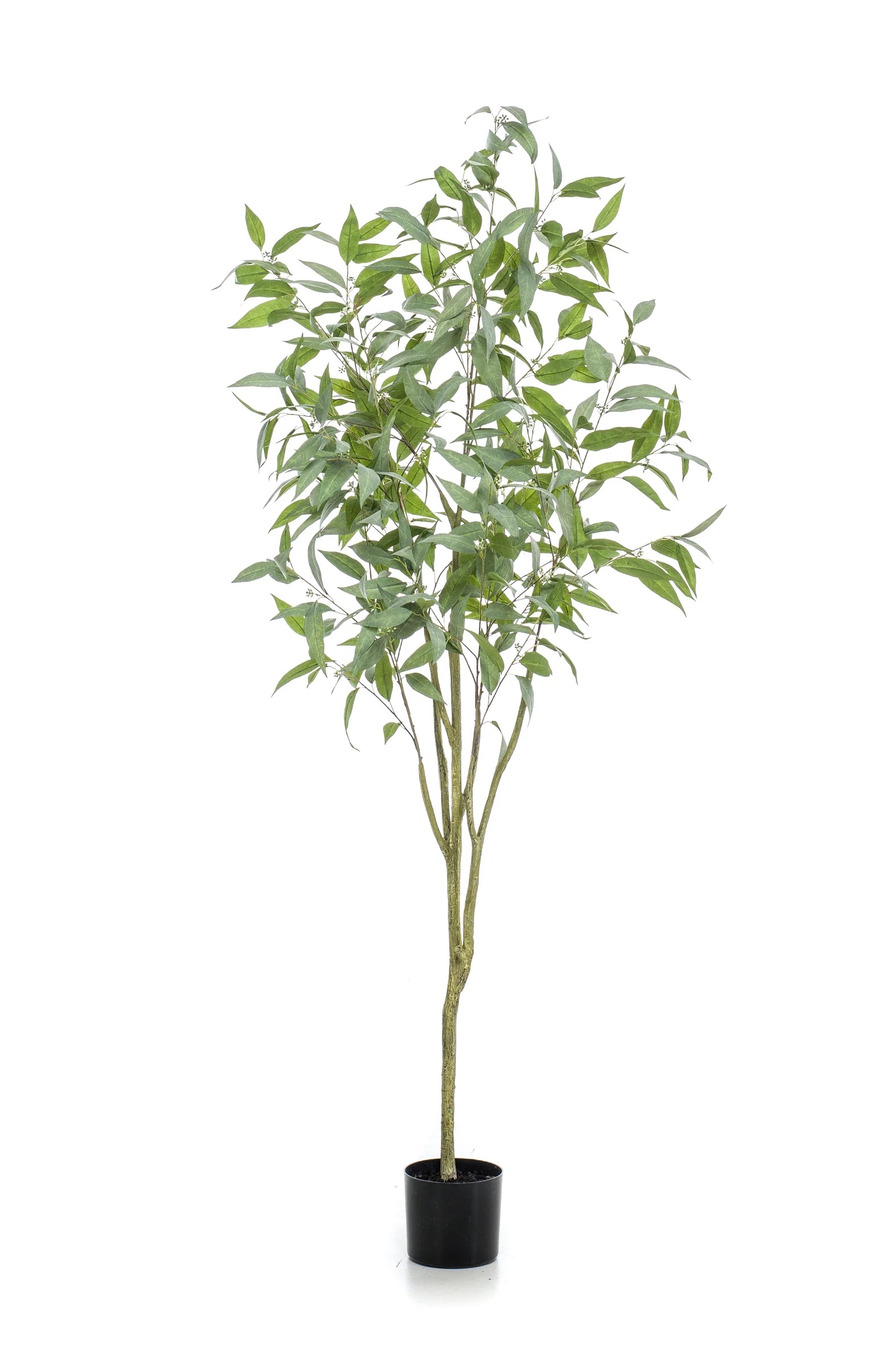 Eucalyptus plant in pot l30 cm bordeaux Emerald - Emerald