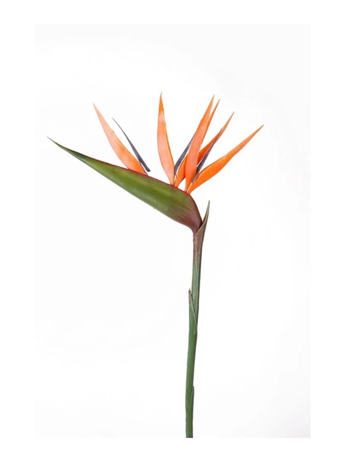 Duizendbladsteel l15 cm oranje Emerald - Emerald