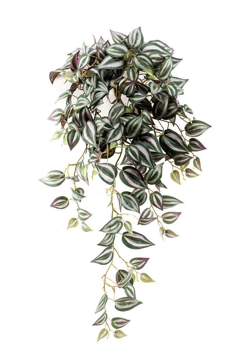 Tradescantia hanging bush groen/paars 65 cm Emerald - Emerald
