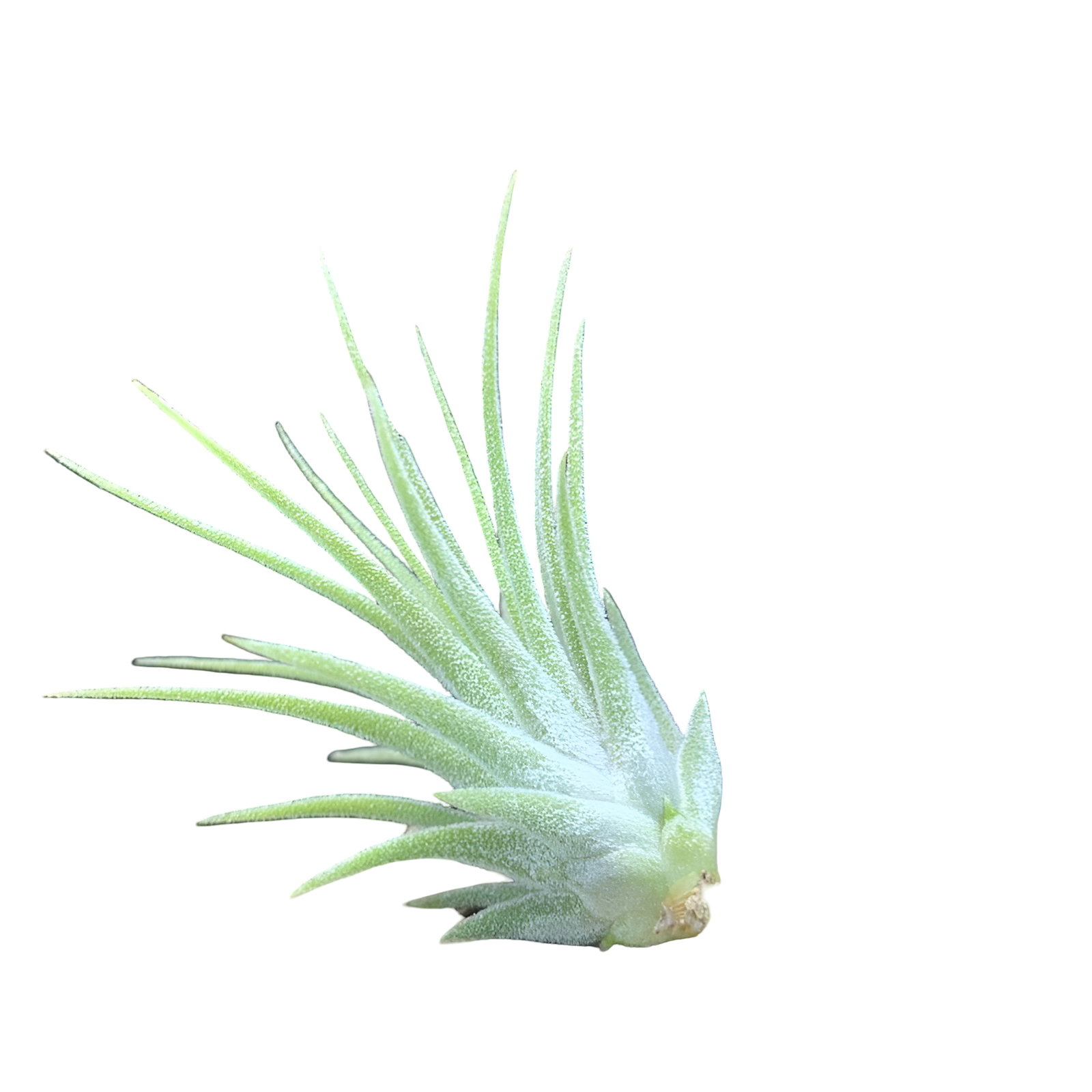 Tillandsia hanging bush grey 80 cm Emerald - Emerald