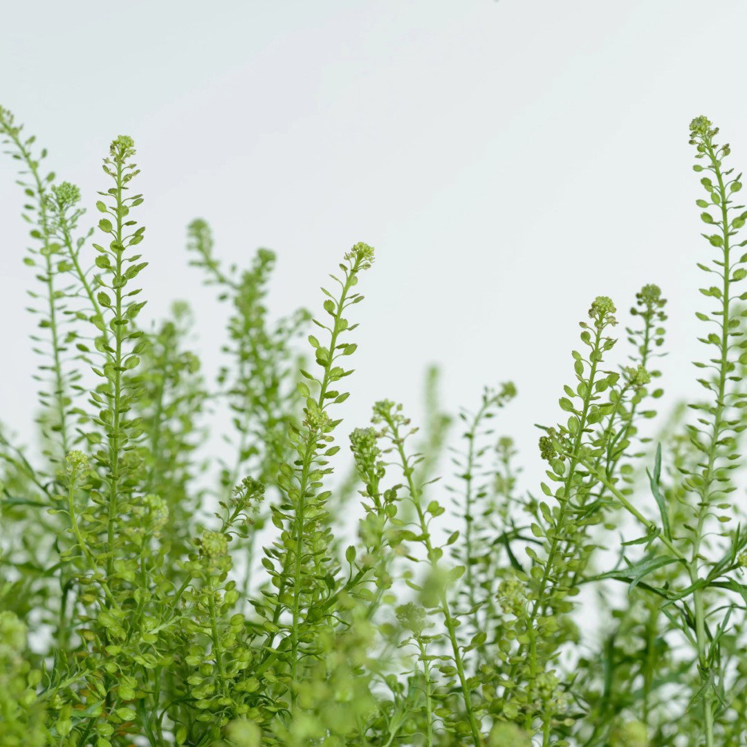 Lepidium hanging bush groen 80 cm Emerald - Emerald